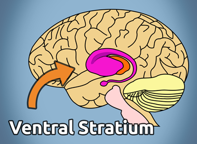 This diagram shows the portion of the subconscious mind that sees increased activity when people are making purchase decisions. The goal with 